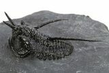 Devil Horned Cyphaspis Walteri Trilobite - Mrakib, Morocco #312265-1